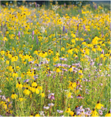 wild-flowers-cover-image