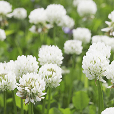 White Clover Mixture