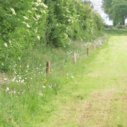 Flower Rich Margins Mixture CIPM2